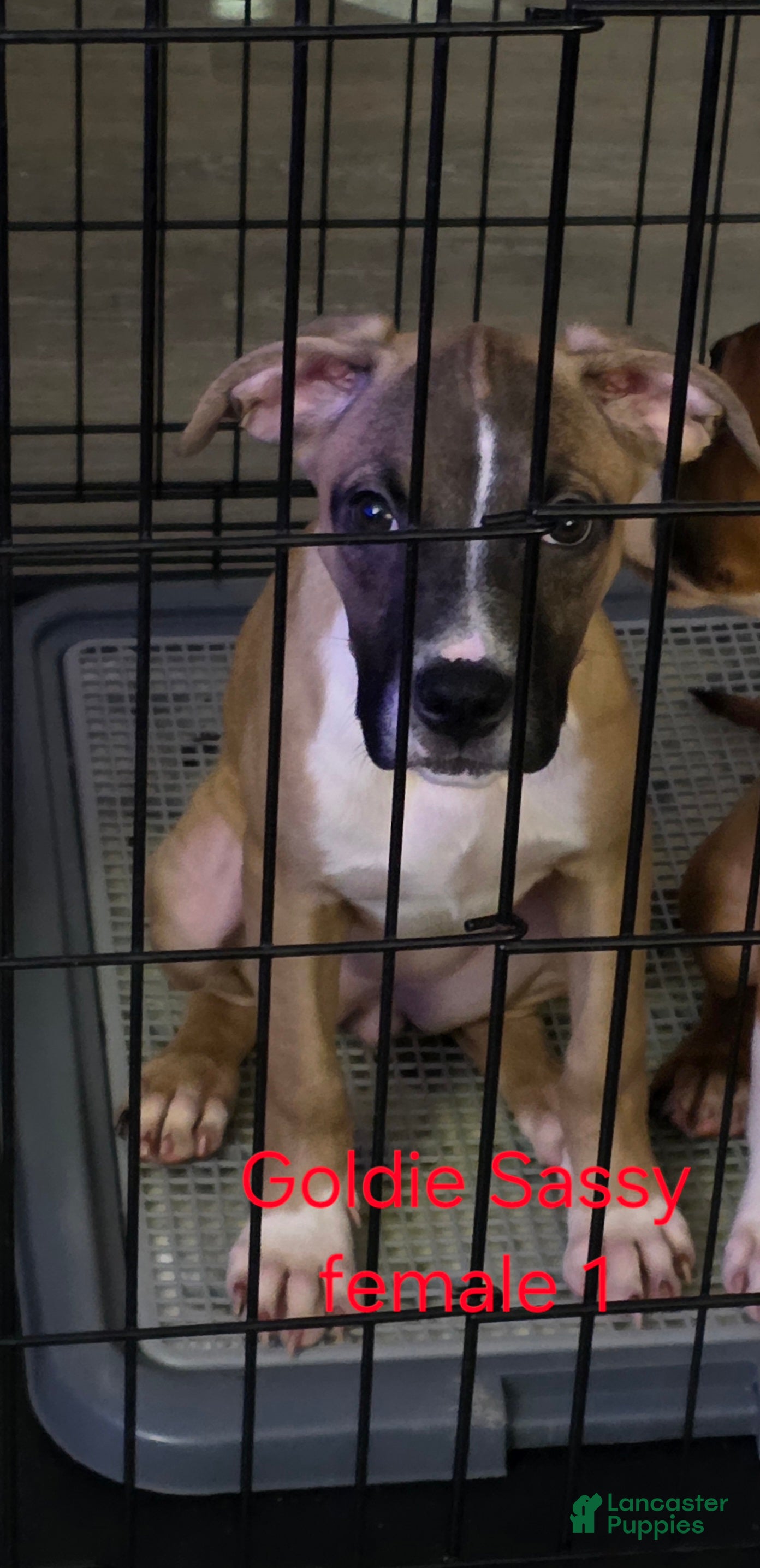 Mixed Breed dogs Sassy - Ad 2