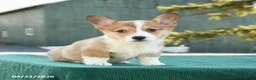 Welsh Corgi Pembroke dogs for sale: Sheriff - Ad 4