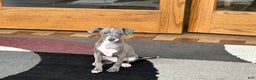 Italian Greyhound dogs for sale: Larry - Ad 7