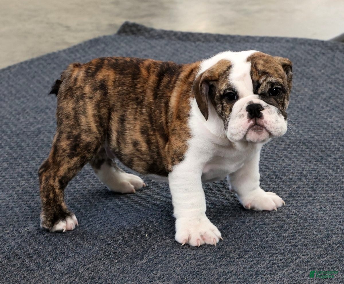English Bulldog dogs Ruger - Ad 1