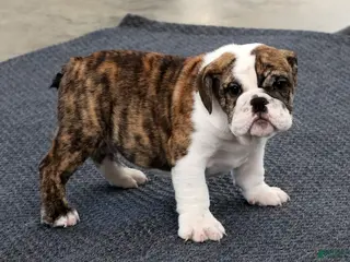 English Bulldog dogs for sale: Ruger - Ad 1