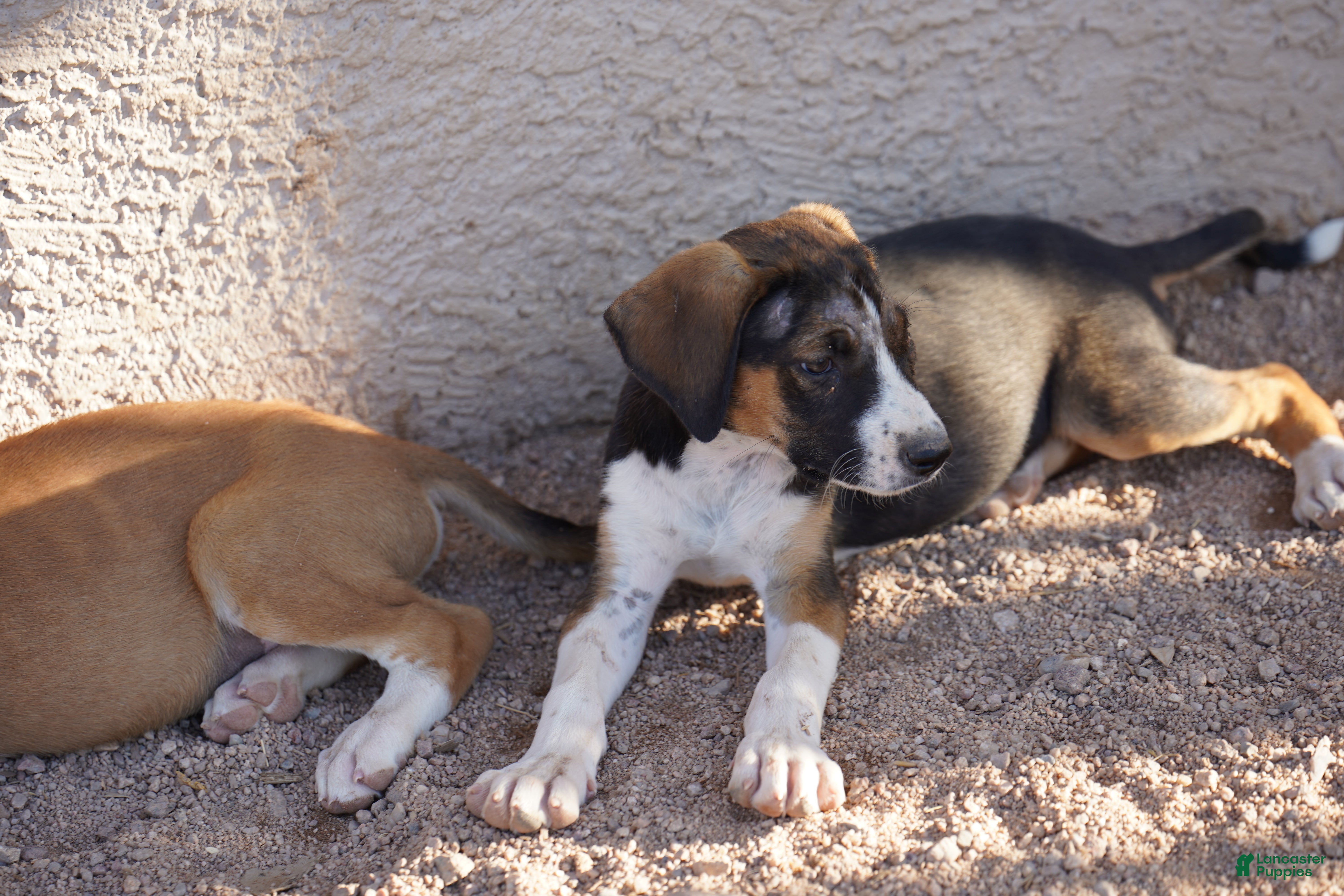 Mixed Breed dogs Doberdane Tri-color F - Ad 24