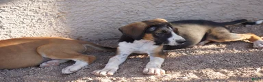 Doberdane Tri-color F