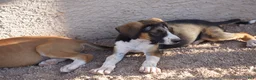 Mixed Breed dogs for sale: Doberdane Tri-color F - Ad 1