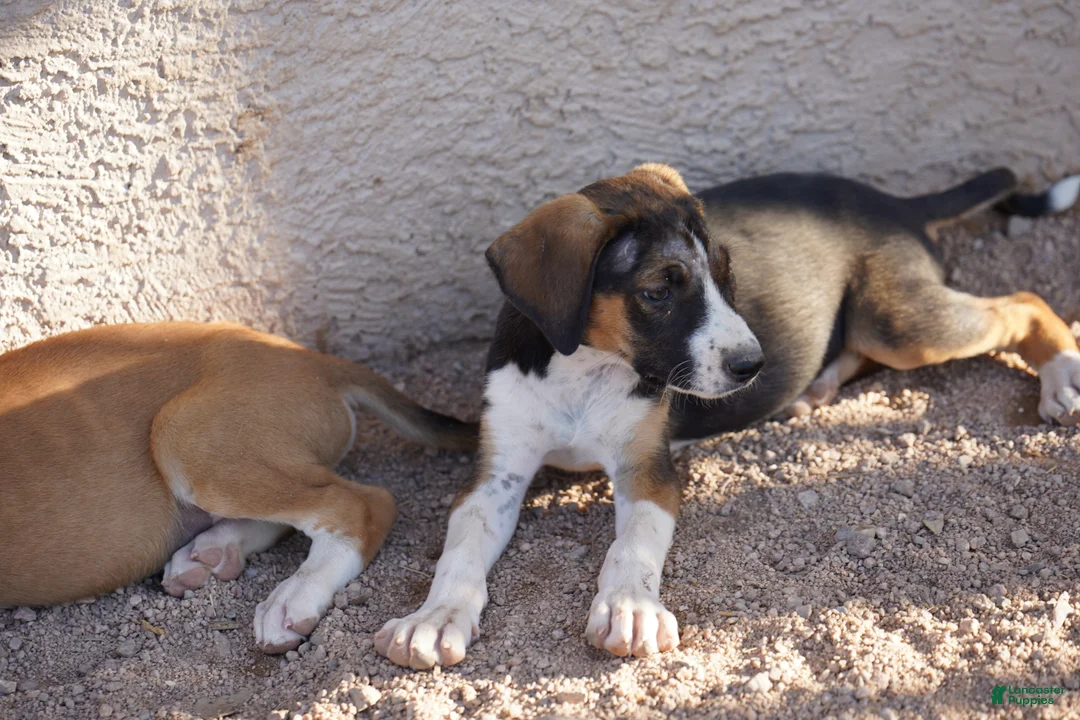 Mixed Breed dogs for sale: Doberdane Tri-color F - Ad 1
