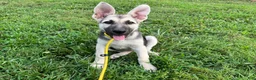 German Shepherd dogs for sale: Sandy - Ad 4
