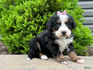 Bernese Mountain Dog dogs for sale: Storm - Ad 4