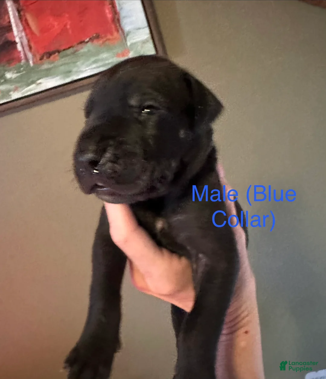 Great Dane dogs for sale: Great Dane 2 - Ad 2