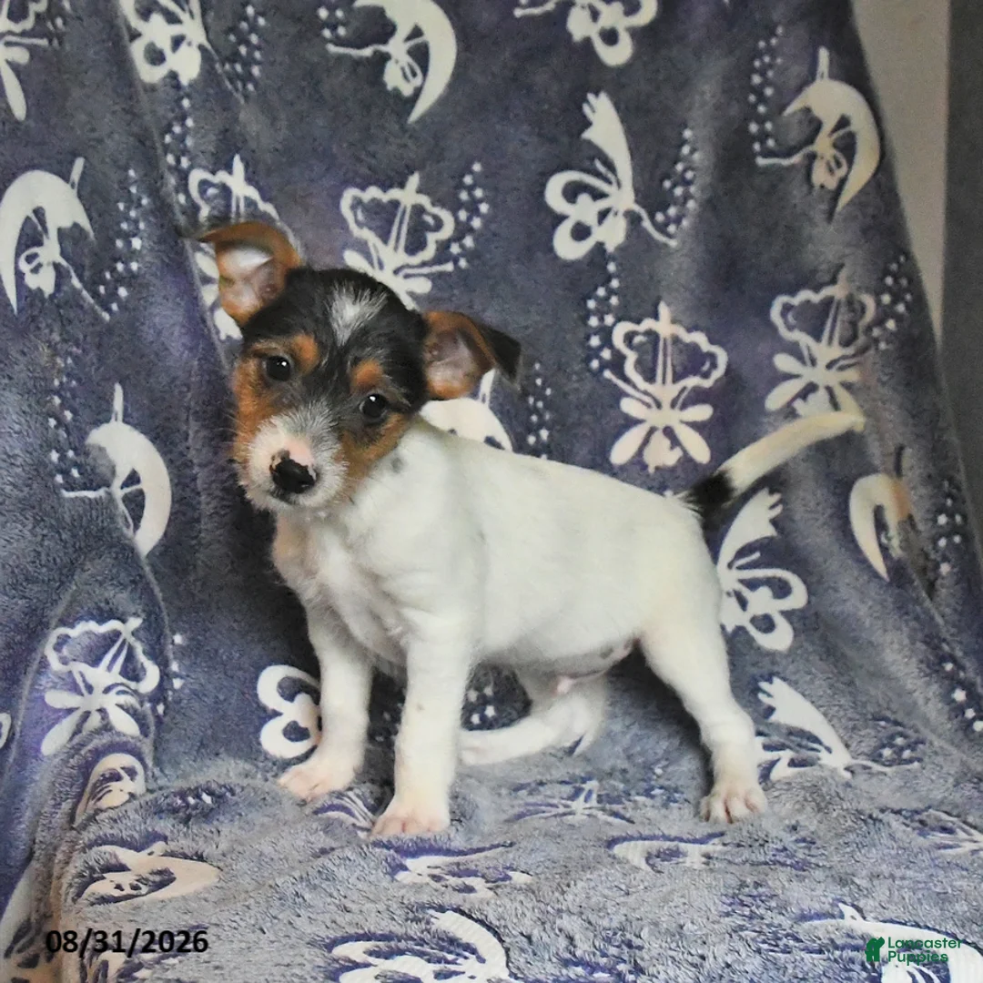 Mixed Breed dogs for sale: Rip   - Ad 3