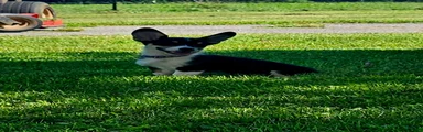 Yellow (New Collar: Purple) Female
