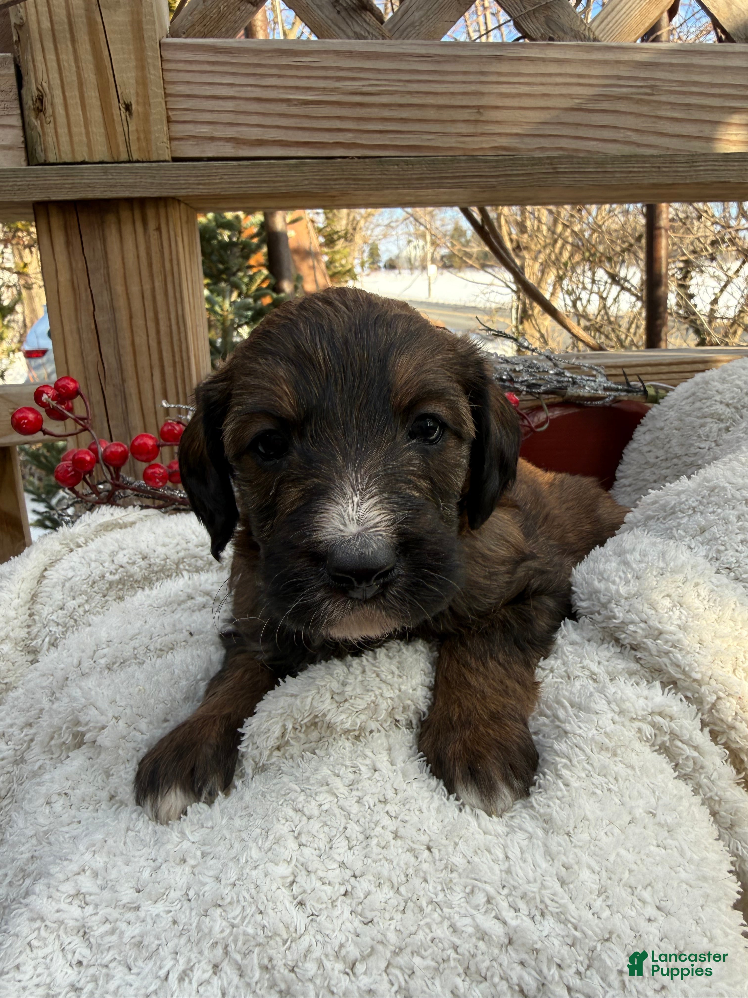 Mixed Breed dogs Brownie - Ad 2