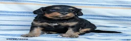 Cavapoo dogs for sale: Angie - Ad 1