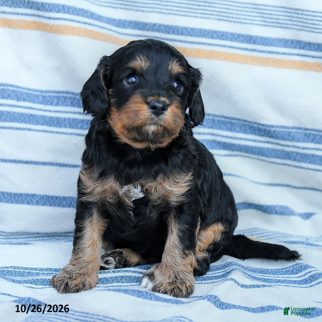Cavapoo dogs for sale: Angie - Ad 1