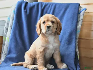 English Cocker Spaniel dogs for sale: Hazel - Ad 3