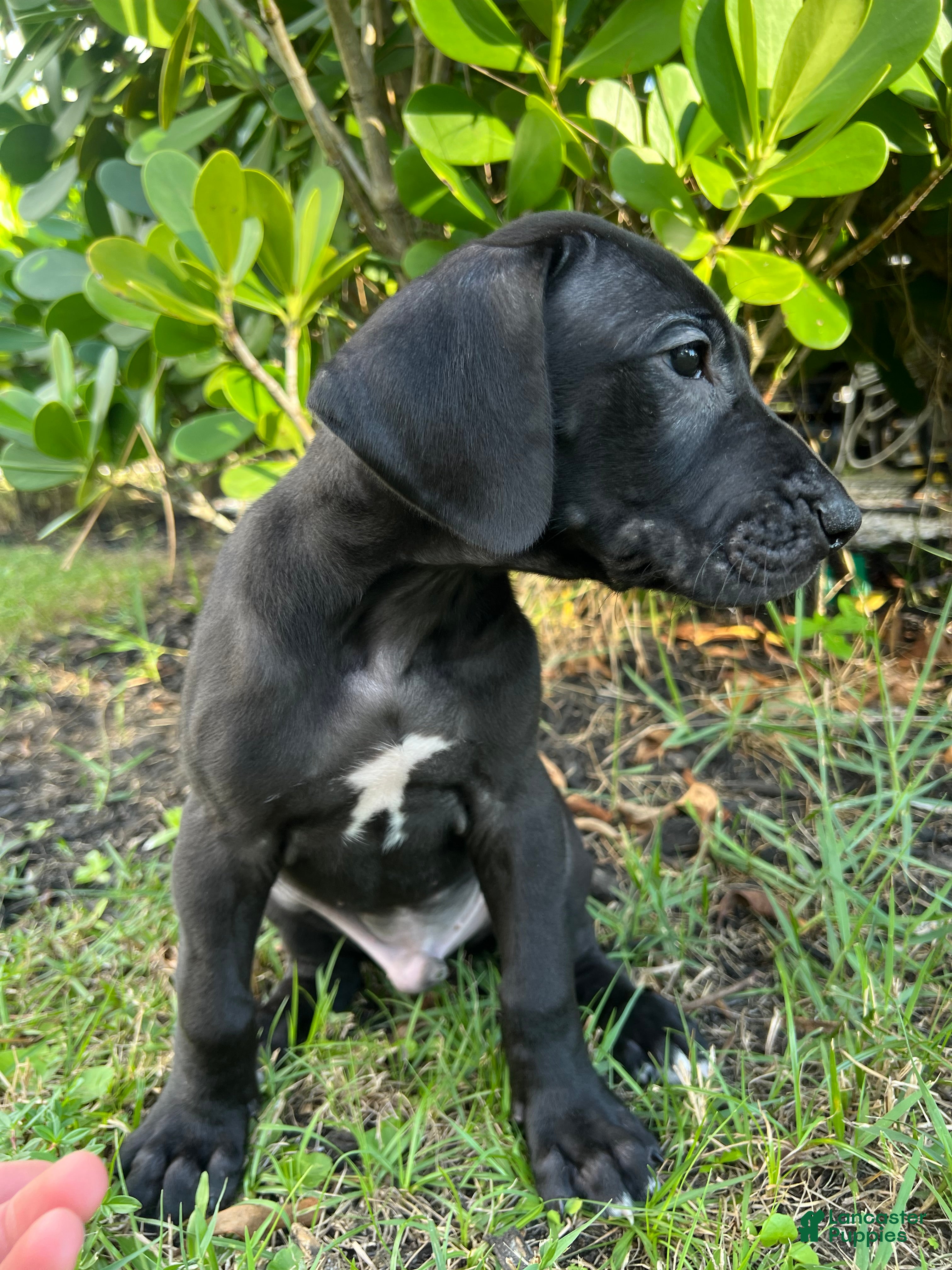 Great Dane dogs Independent  - Ad 1