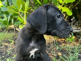 Great Dane dogs Independent - Ad 1