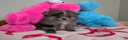 Pomeranian dogs for sale: Diamond  - Ad 3