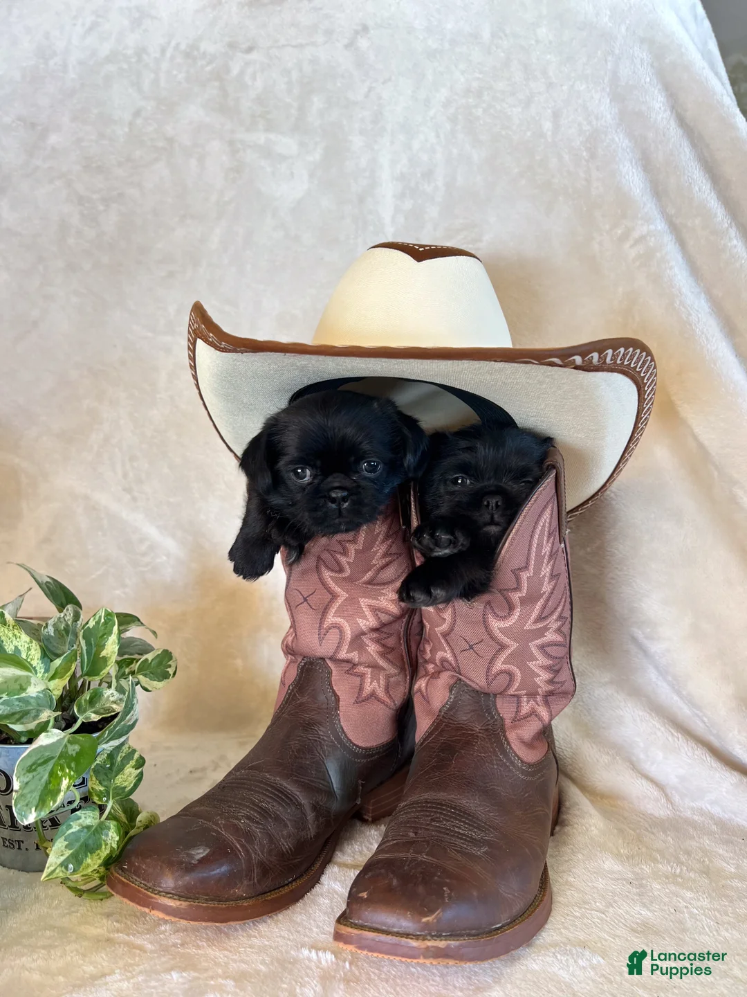 Mixed Breed dogs for sale: leo - Ad 3