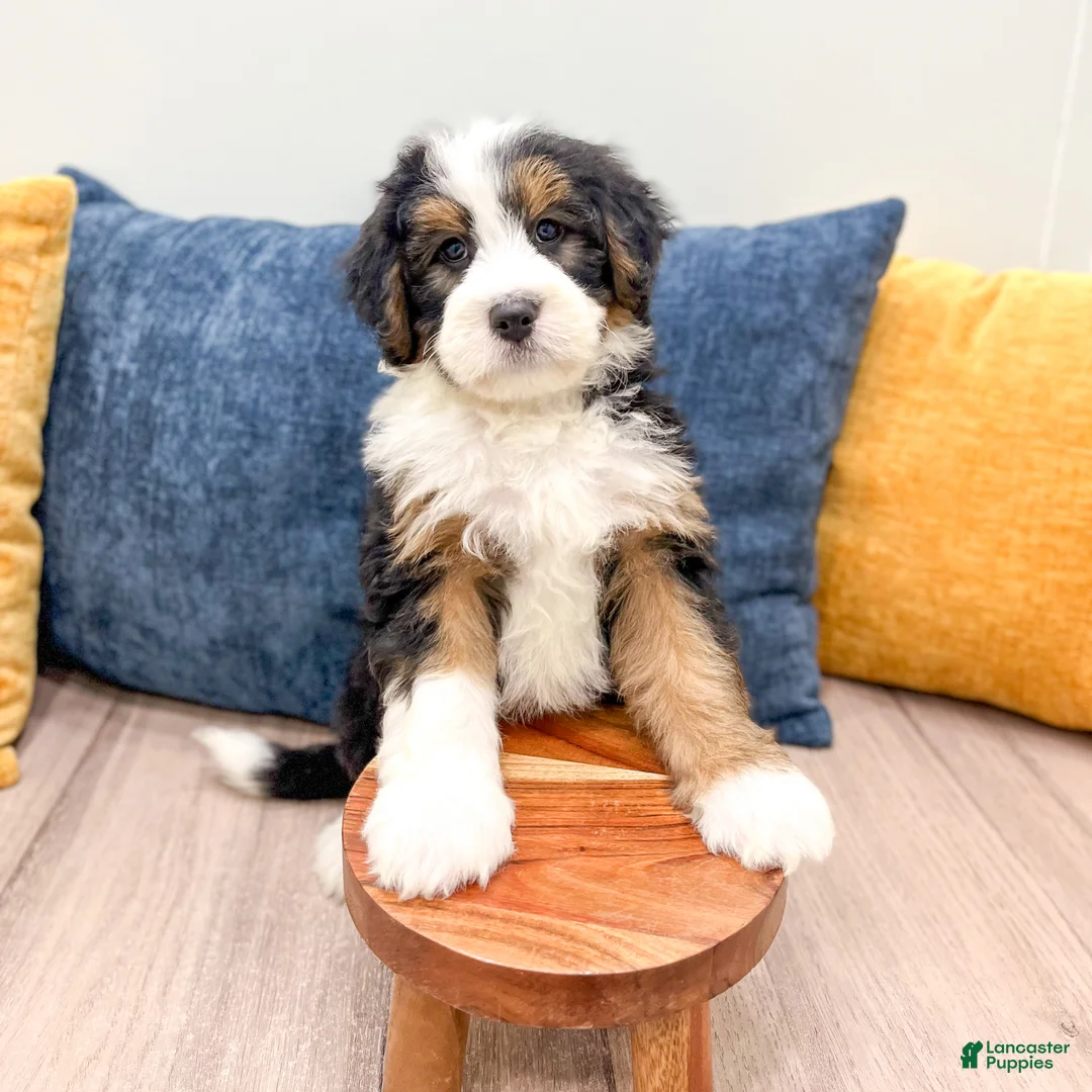 Bernedoodle dogs for sale: Brody - Ad 2