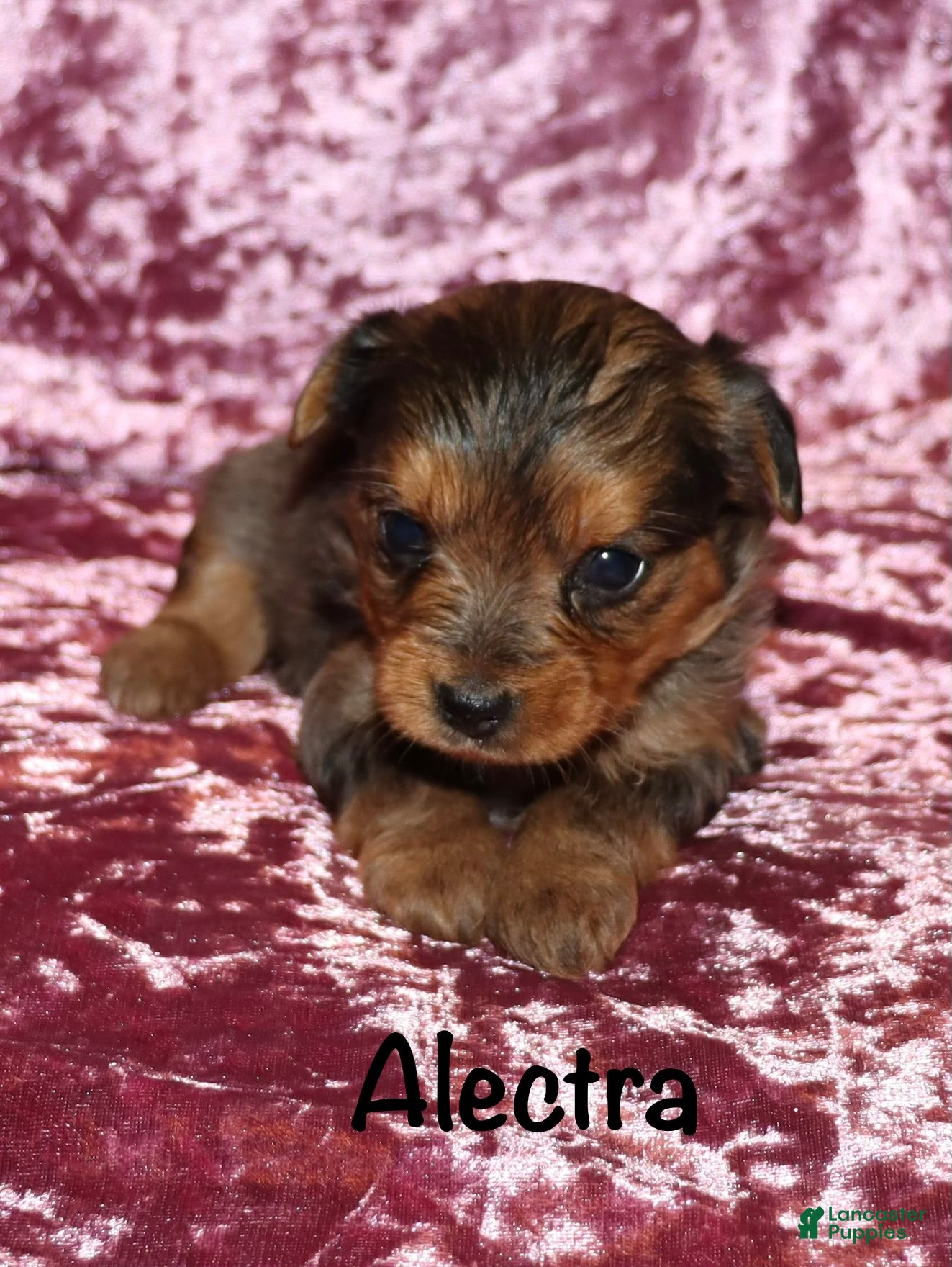 Yorkshire Terrier dogs Alectra - Ad 26
