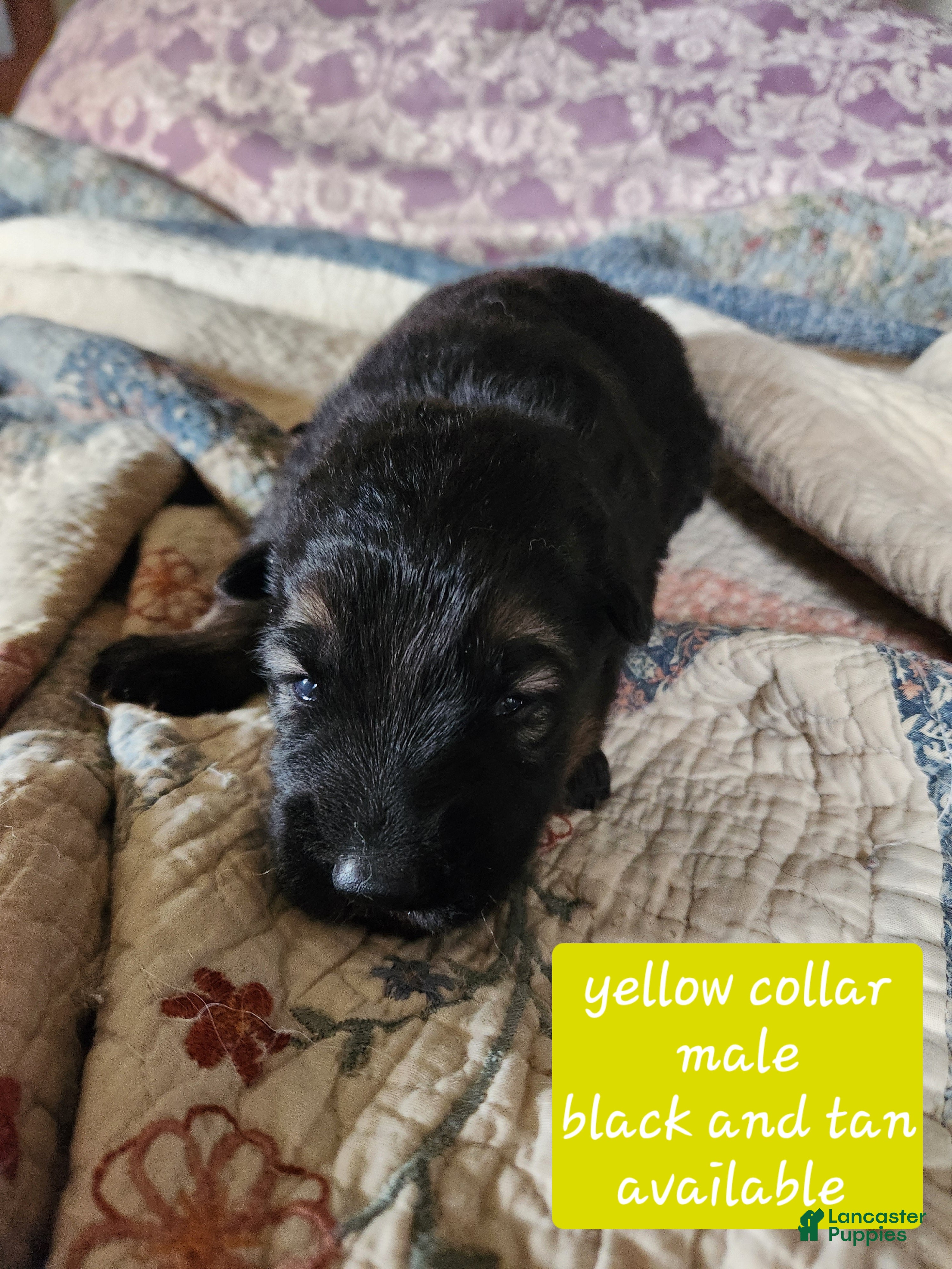 German Shepherd dogs Yellow collar - Ad 1