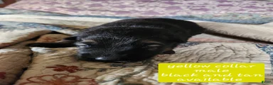 Yellow collar