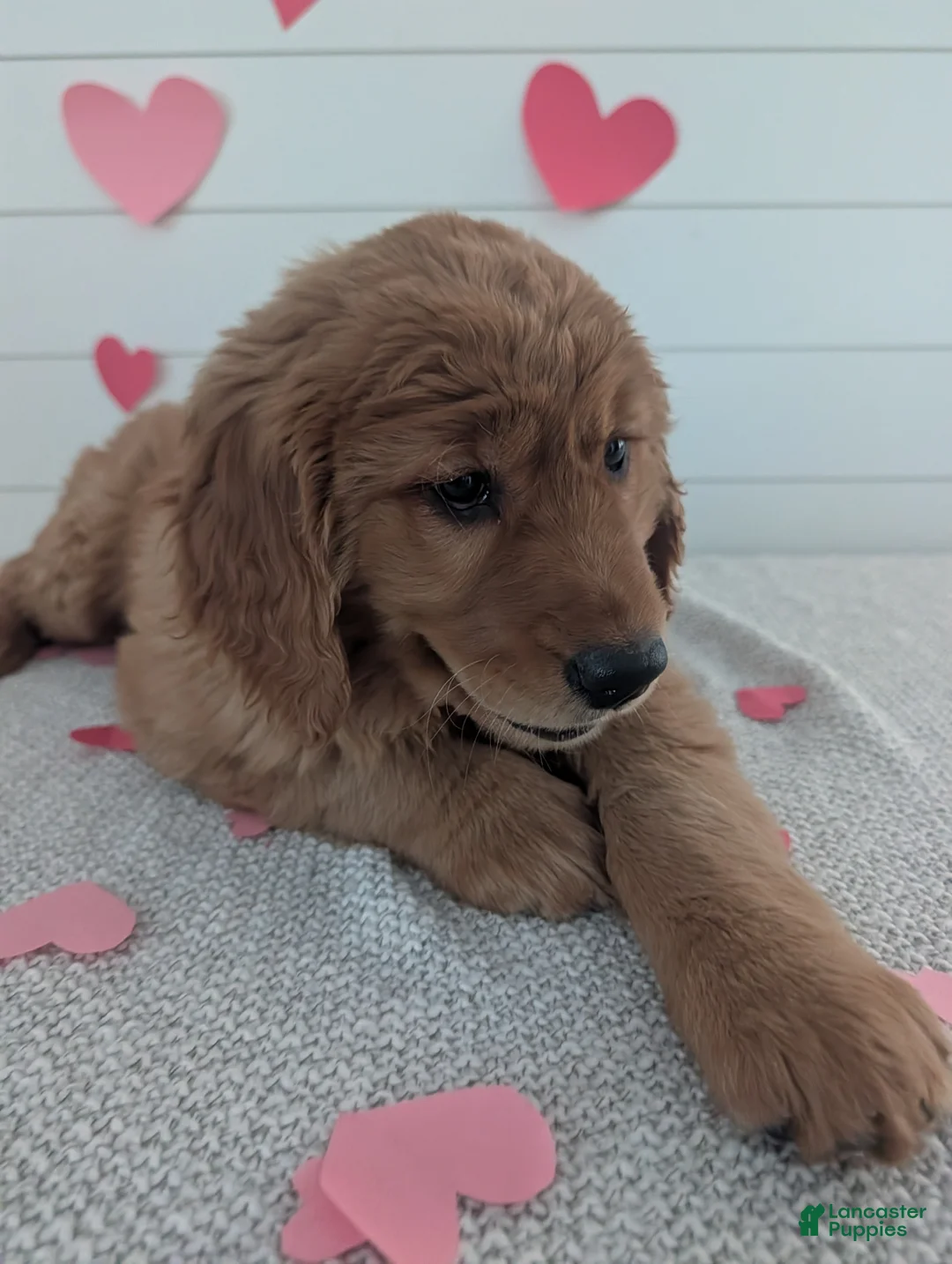 Golden Retriever dogs for sale: Goldie - Ad 7