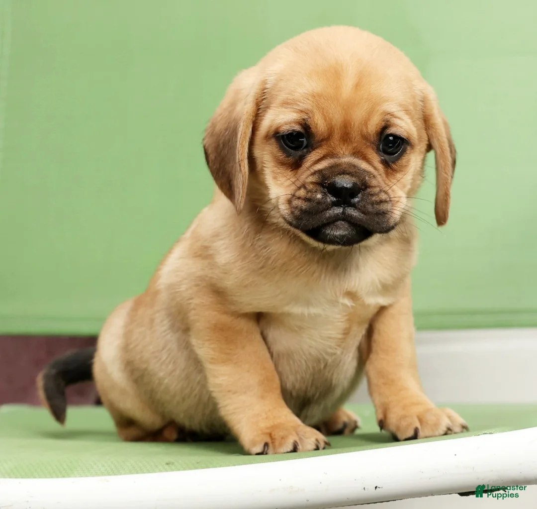 Puggle dogs for sale: Paula - Ad 6