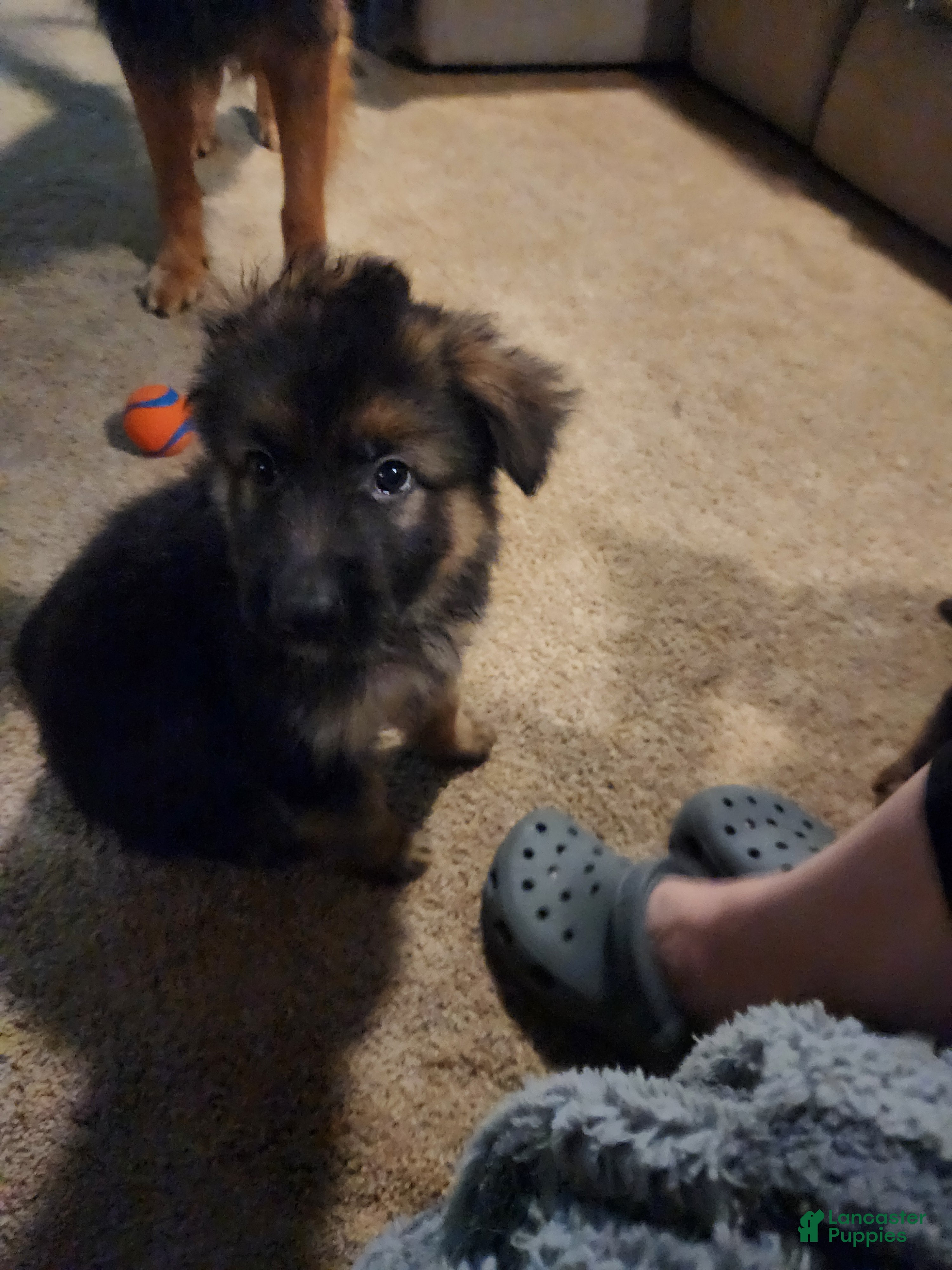 German Shepherd dogs German Shepherd 9 - Ad 1