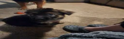 German Shepherd dogs for sale: German Shepherd 9 - Ad 1