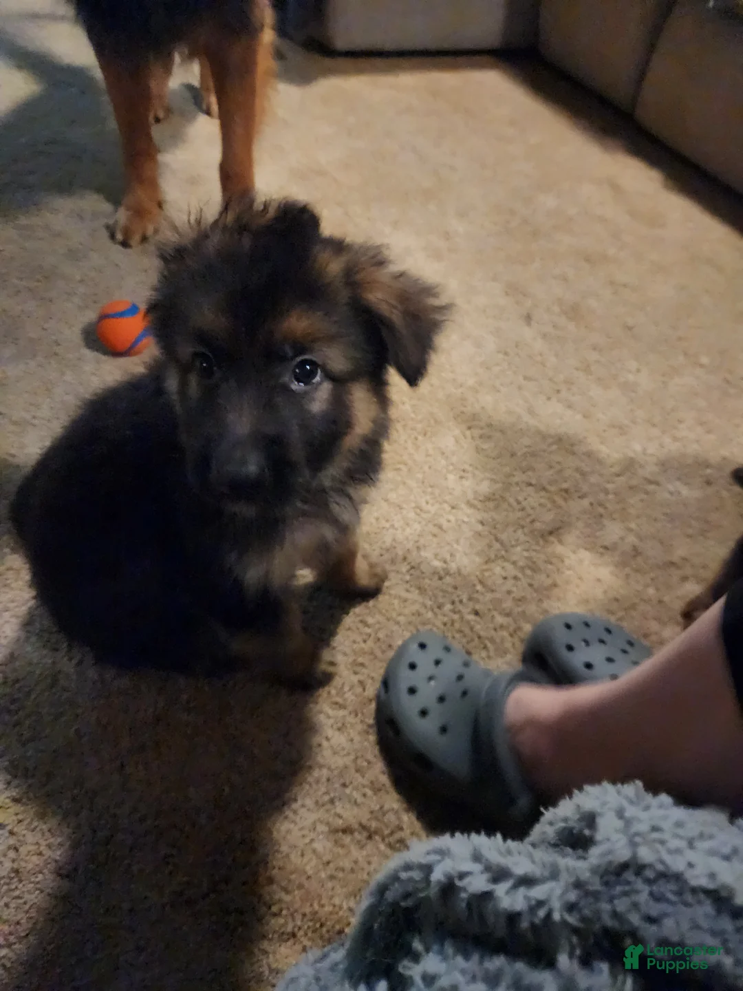 German Shepherd dogs for sale: German Shepherd 9 - Ad 1