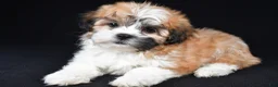 Teddy Bear dogs for sale: Cookie - Ad 6