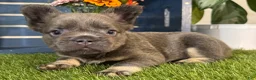 French Bulldog dogs for sale: Gabbie - Ad 3
