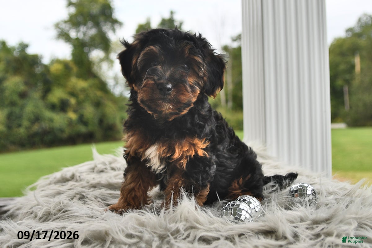 Morkie dogs Princess  - Ad 2