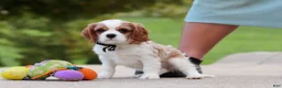 Cavalier King Charles Spaniel dogs for sale: Arby - Ad 5