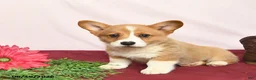 Welsh Corgi Pembroke dogs for sale: T Bone - Ad 3