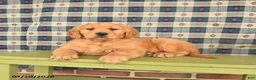 Golden Retriever dogs for sale: Bandit - Ad 1