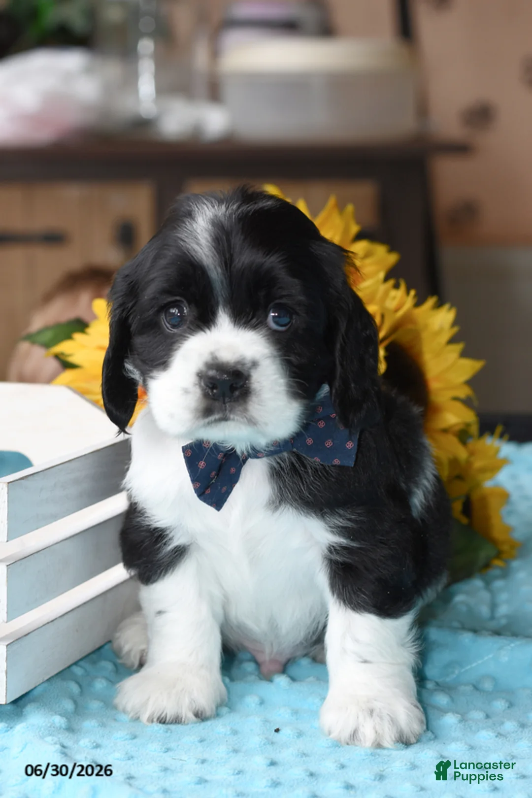Cocker Spaniel dogs for sale: Prince - Ad 2