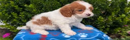 Cavapoo dogs for sale: Nala - Ad 7