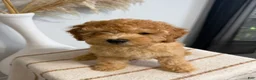 Mini Goldendoodle dogs for sale: Gold Boy - Ad 3