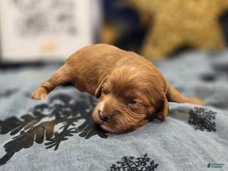 Cavapoo dogs Mittens - Ad 25