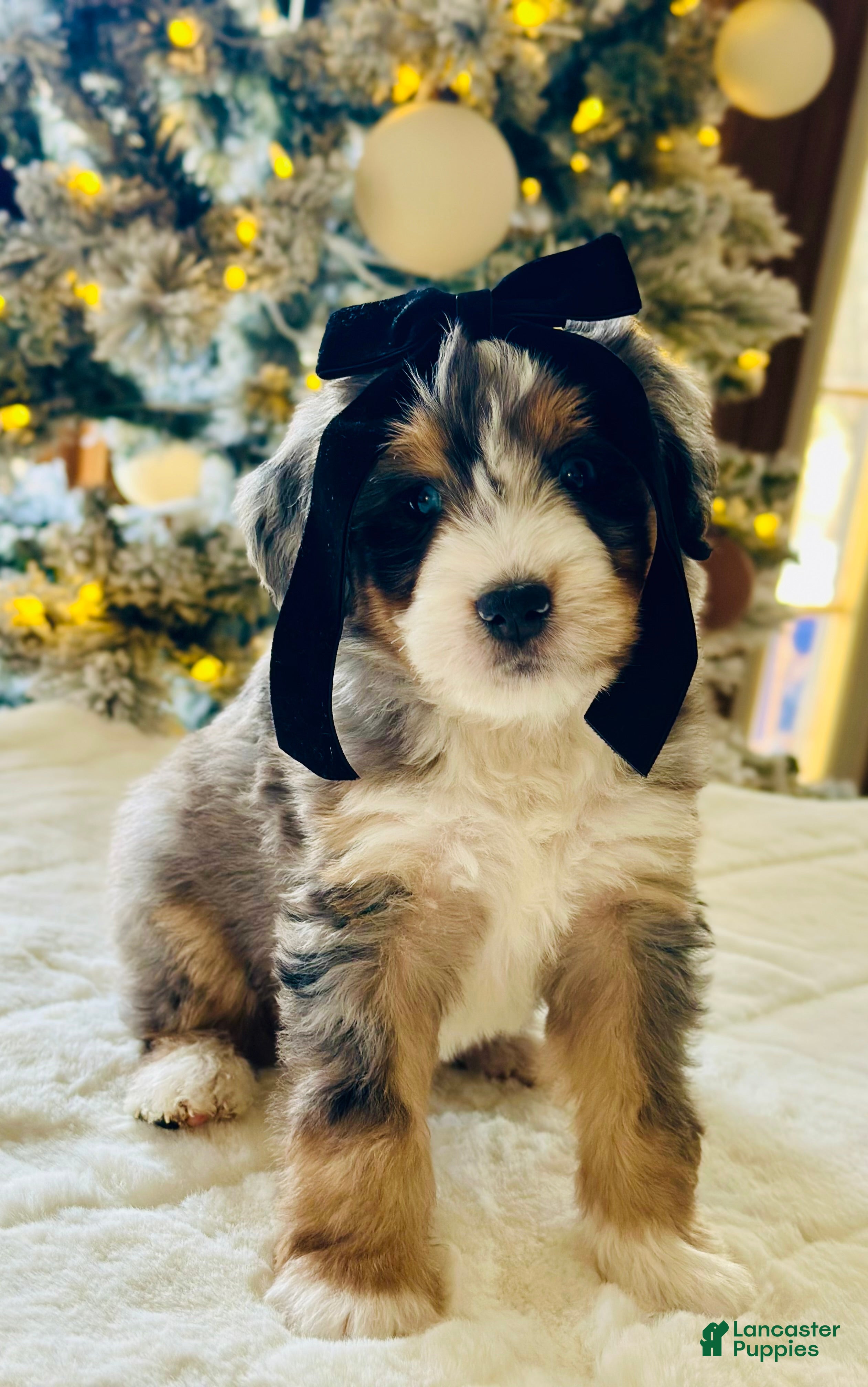 Bernedoodle dogs Velvet- blue eyes  - Ad 17