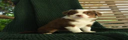 Miniature Australian Shepherd dogs for sale: Oakley - Ad 2