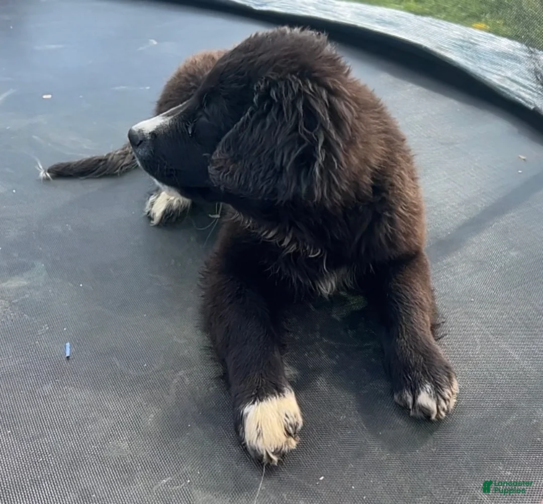 Mixed Breed dogs for sale: Ebony - Ad 2