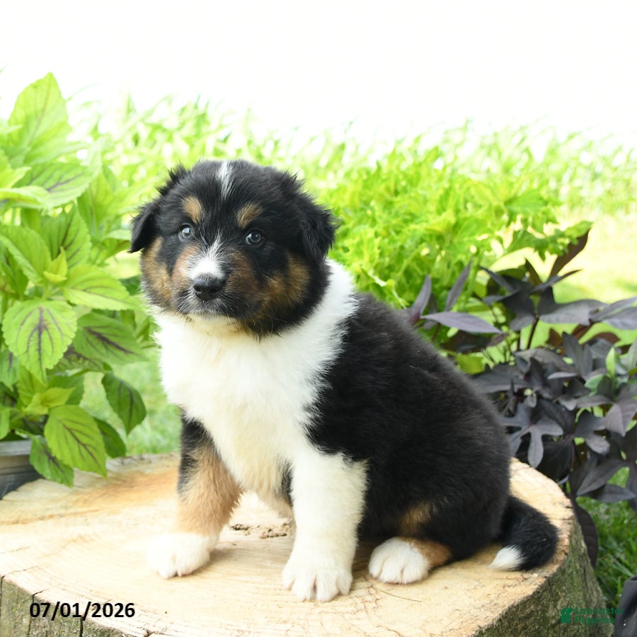 Australian Shepherd dogs Denali - Ad 2