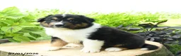 Australian Shepherd dogs for sale: Denali - Ad 2
