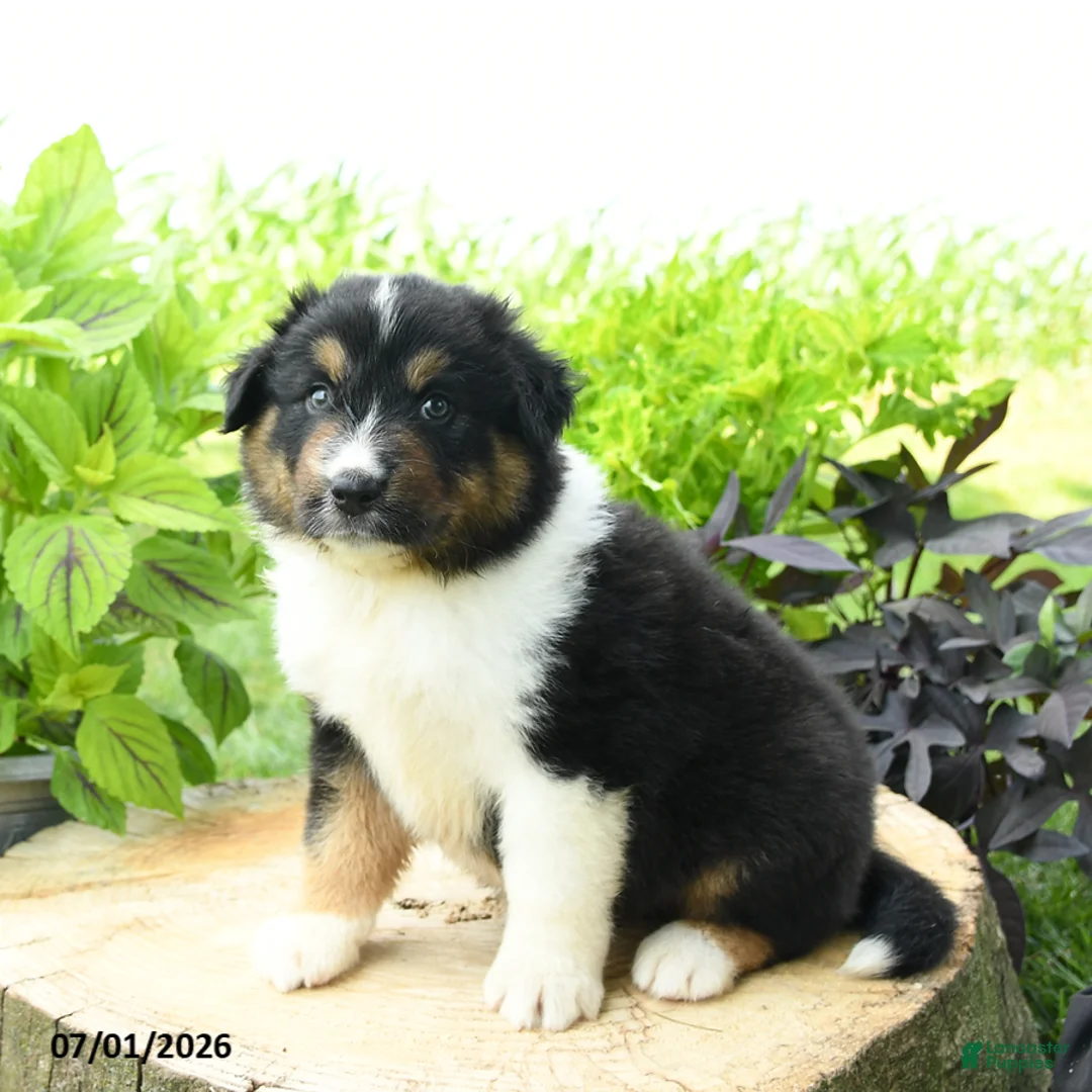 Australian Shepherd dogs for sale: Denali - Ad 2