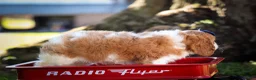 Cavalier King Charles Spaniel dogs for sale: Patches💙 - Ad 18