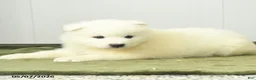 Samoyed dogs for sale: Cheerio - Ad 3