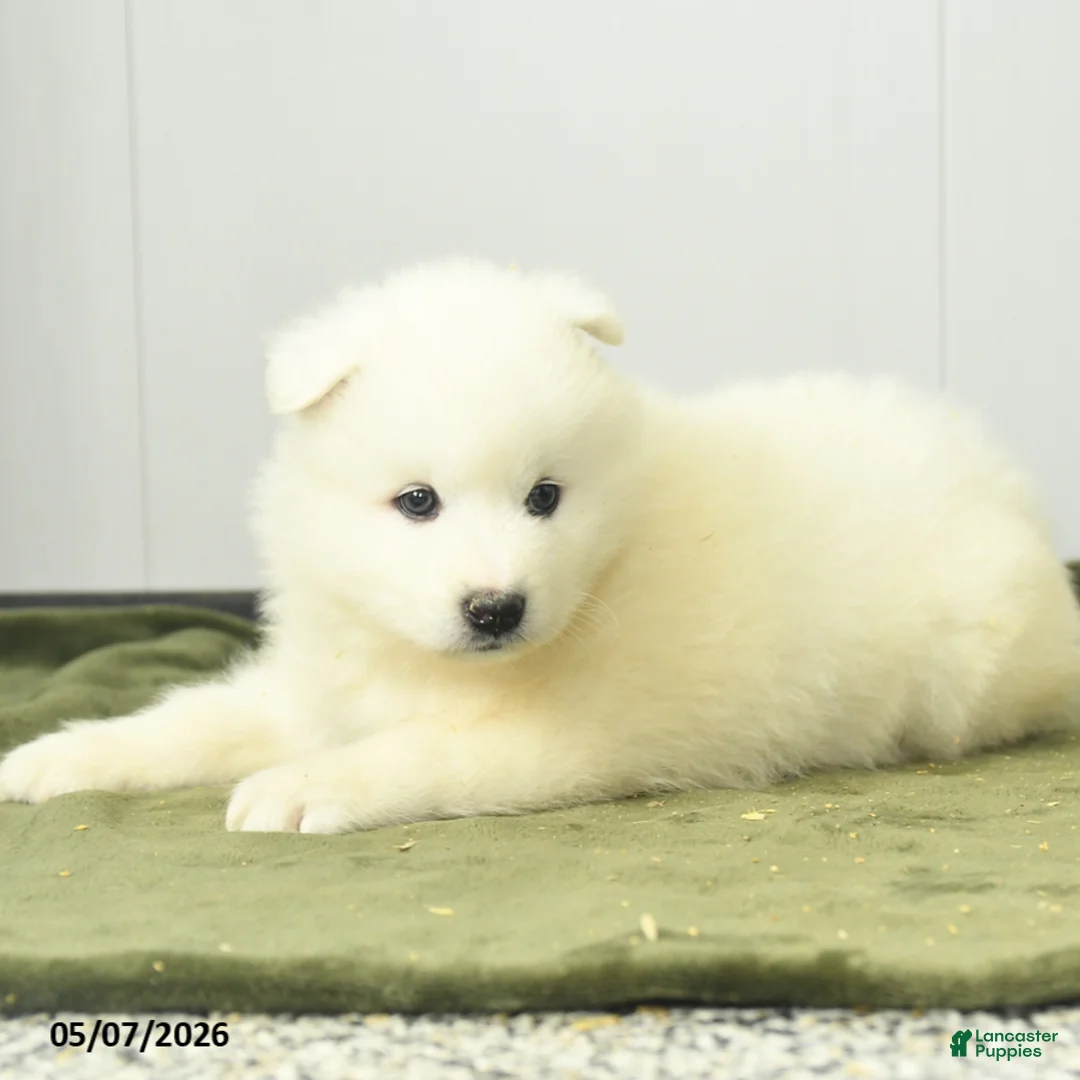 Samoyed dogs for sale: Cheerio - Ad 3